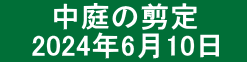 　　 中庭の剪定  　2024年6月10日　